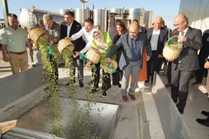 Ayvalık’ta yılın ilk zeytin hasadı yapıldı.