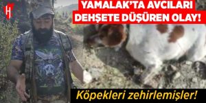 Yamalak’ta, avcıları dehşete düşüren olay: Köpekleri zehirlemişler!
