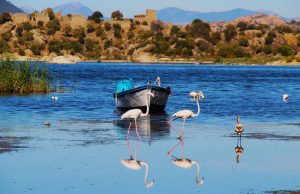Ulusal Flamingo Tür Eylem Planı hazırlık çalıştayı 17-18 Kasım 2025 günleri İzmir’de gerçekleştirildi.