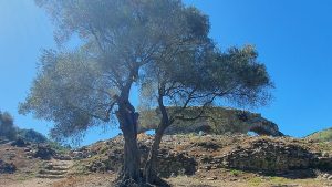 MASTAURA ANTİK KENTİNDE NELER OLUYOR?