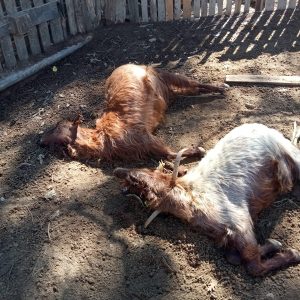Isparta’da kurt saldırıları üreticiyi bezdirdi!